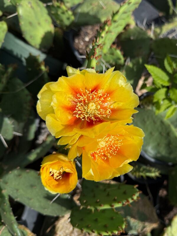 Eastern Prickly Pear Cactus (Opuntia humifusa) with yellow flowers, orange centers, and developing flower bud