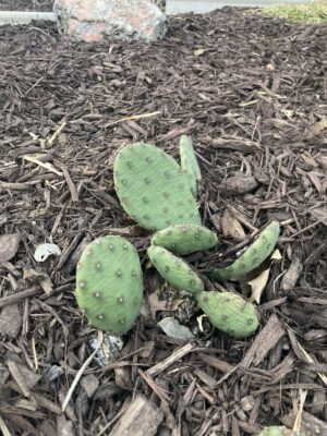 Eastern Prickly Pear without spikes reemerging after winter in native garden