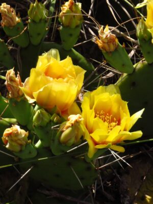clump of Eastern Prickly Pear Cactus blooming with yellow flowers