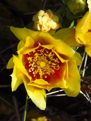 yellow Eastern Prickly Pear Cactus flower