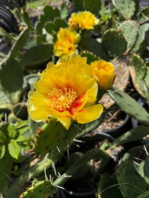 Eastern Prickly Pear Cactus (Opuntia humifusa) with two bright yellow flowers blooming among spiny green pads