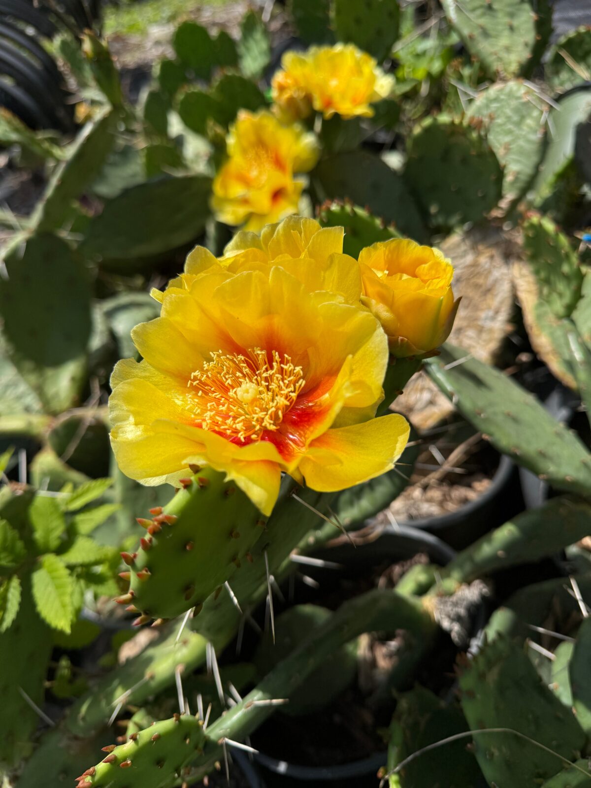 Eastern Prickly Pear Cactus