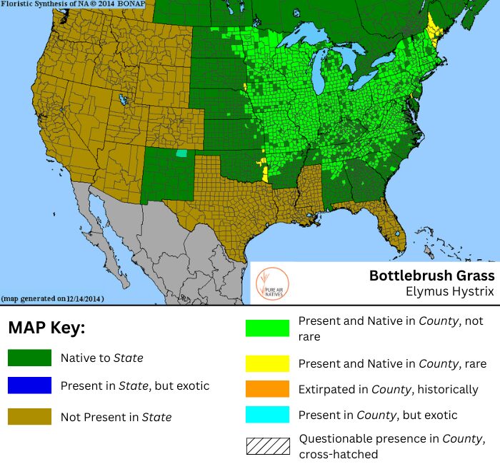 Bottlebrush Grass native range