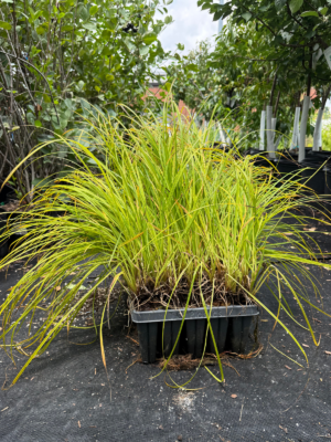 Emory's Sedge (Carex emoryi) growing in a 50-cell plug tray with dense, arching green foliage ready for planting.