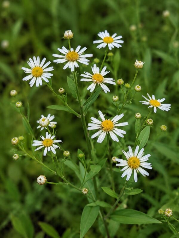 False Aster (Boltonia asteroides) with white, daisy-like flowers and yellow centers blooming among green foliage