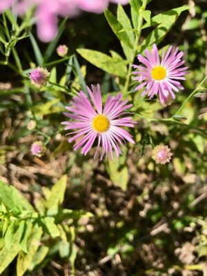 purple tinged False Aster bloom close up