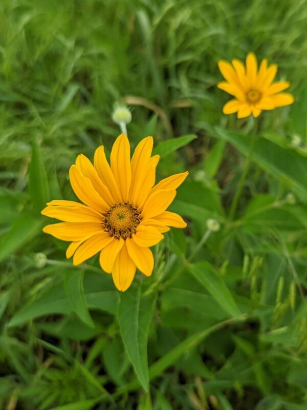 False Sunflower close up in prairie meadow
