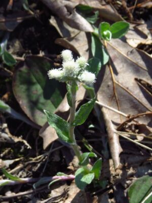Field Pussytoes close up shot of white flower blooming
