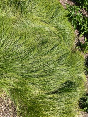Curly-styled Wood Sedge beautifully flattened by the wind