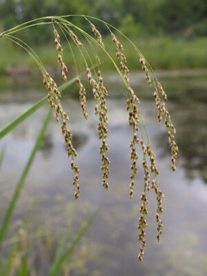 Fowl Manna Grass (Glyceria striata) with arching stems and delicate, dangling clusters of green and reddish-brown seed heads at a pond edge