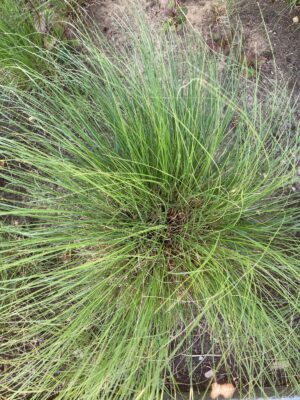 Green Northern Dropseed (Sporobolus heterolepis) Grass in garden bed in summer