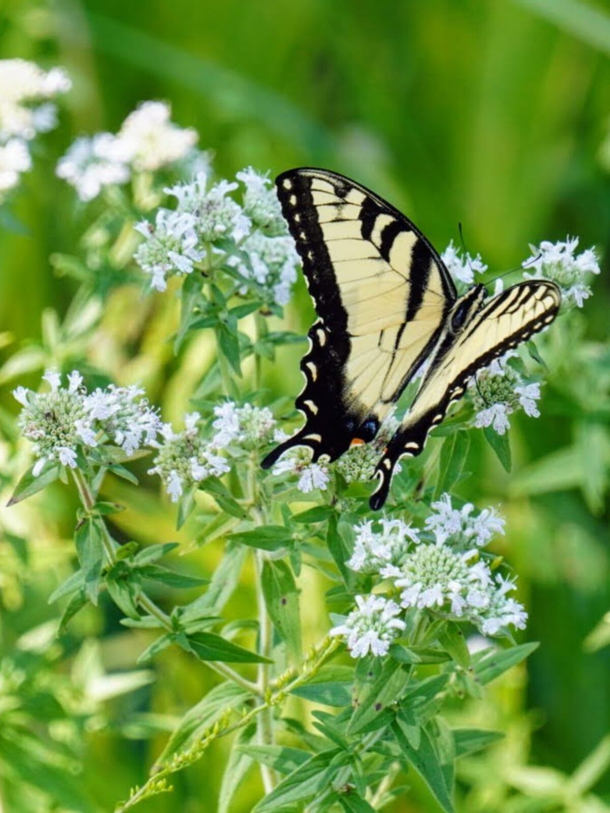 Hairy-Mountain-Mint-