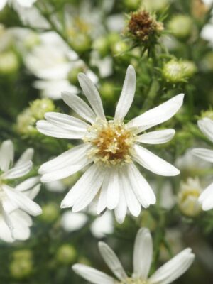 White Heath Aster bloom close up