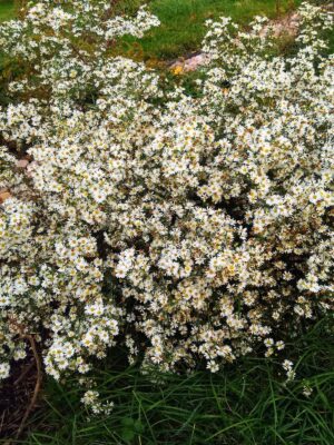 Colony of Heath Asters blooming along stone wall