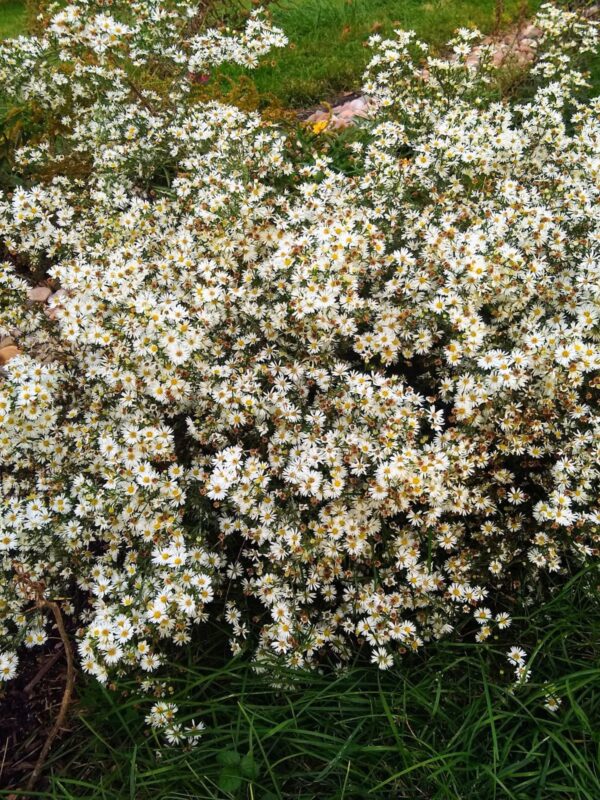 Colony of Heath Asters blooming along stone wall