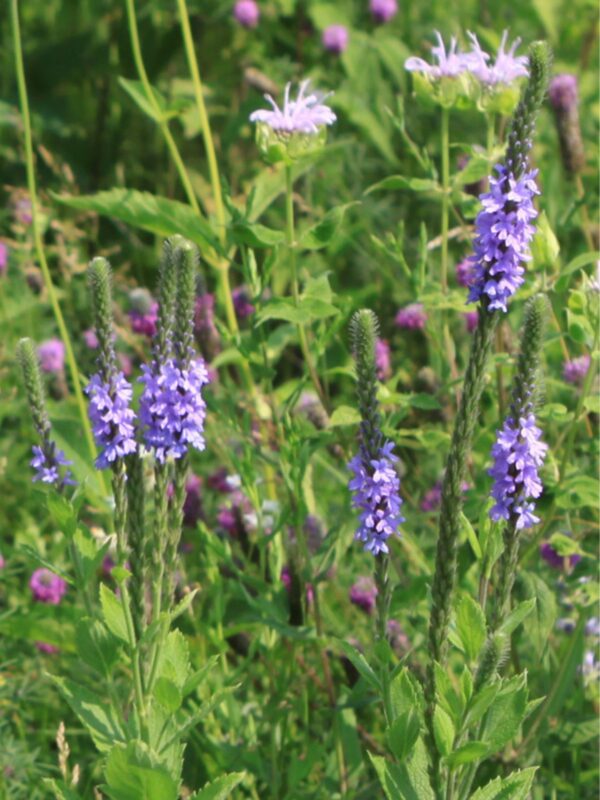 Hoary Vervain growing in meadow with monarda fistulosa and Dalea purpurea
