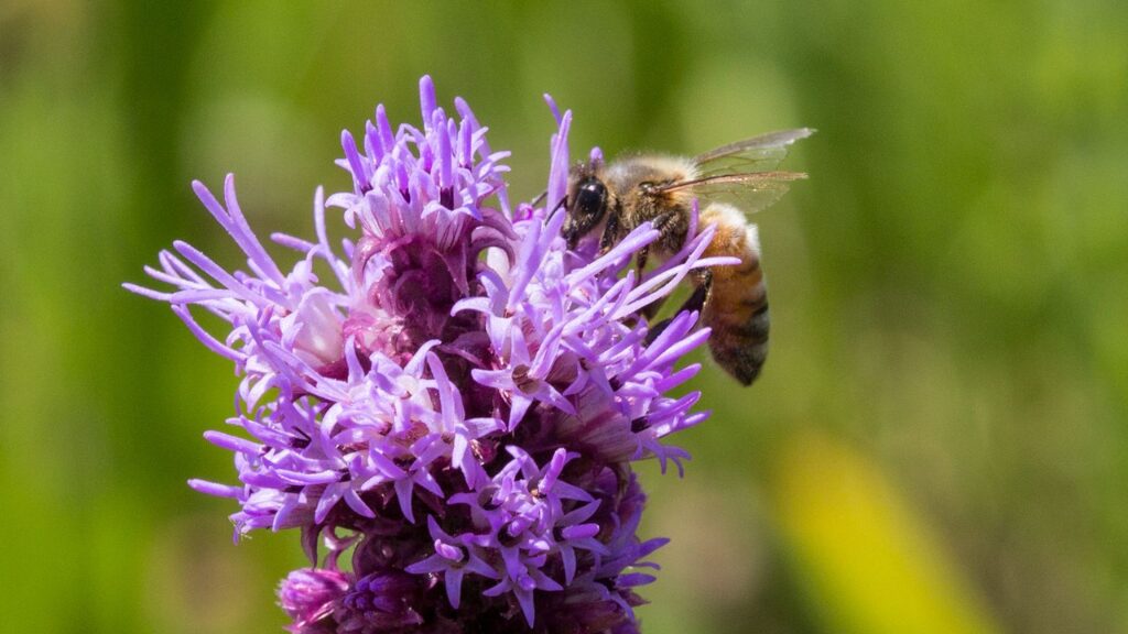 Honeybee on Liatris