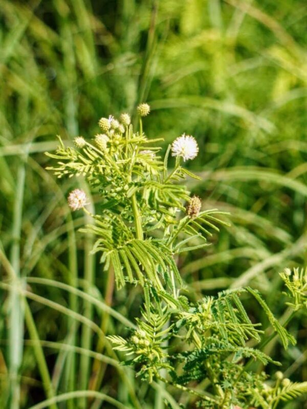 Illinois Bundle Flower close up in meadow