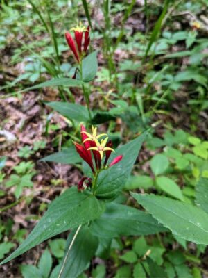 Indian pink blooming close up in woodland