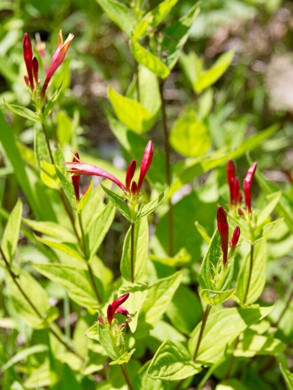 Indian pink colony blooming in sunny spot