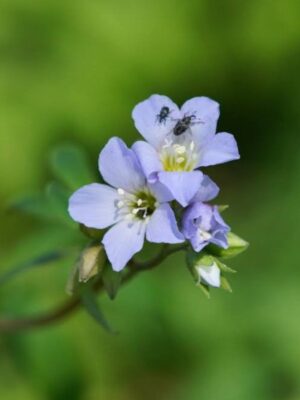 Jacob’s Ladder purple blooms with insects close up