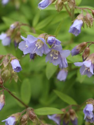 Jacob's Ladder close up bloom picture