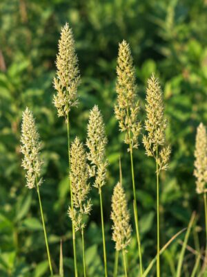 June Grass (Koeleria macrantha) with pale green to tan seedheads in a meadow