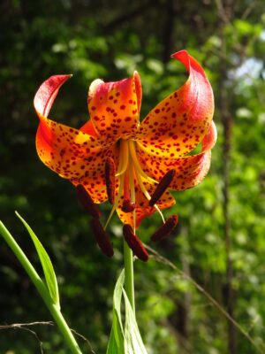 Orange Michigan Lily blooming in ray of sun in woodland edge
