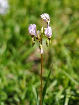 Midland Shooting Star beginning to bloom