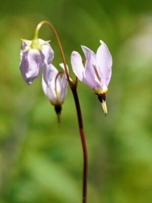 Midland Shooting Star close up of flowers