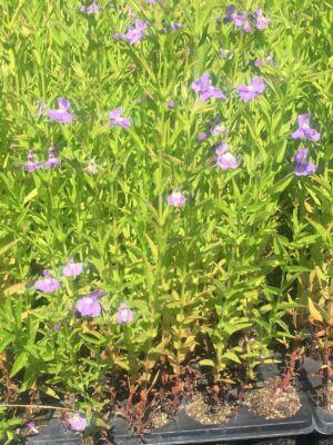 Monkey Flower blooming in 38 plug tray. Purple flowers that look like monkey faces and bushy leaves