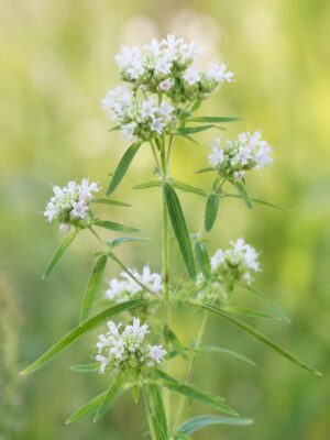 Mountain Mint (Pycnanthemum virginianum) with clusters of small white flowers and slender green leaves on upright fuzzy stems
