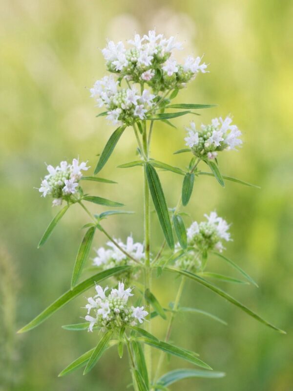 Mountain Mint (Pycnanthemum virginianum) with clusters of small white flowers and slender green leaves on upright fuzzy stems