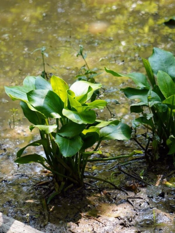 American Water Mud Plantain growing in muddy pond edge