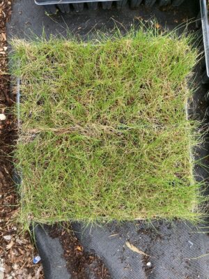 Northern Dropseed green seedlings in trays