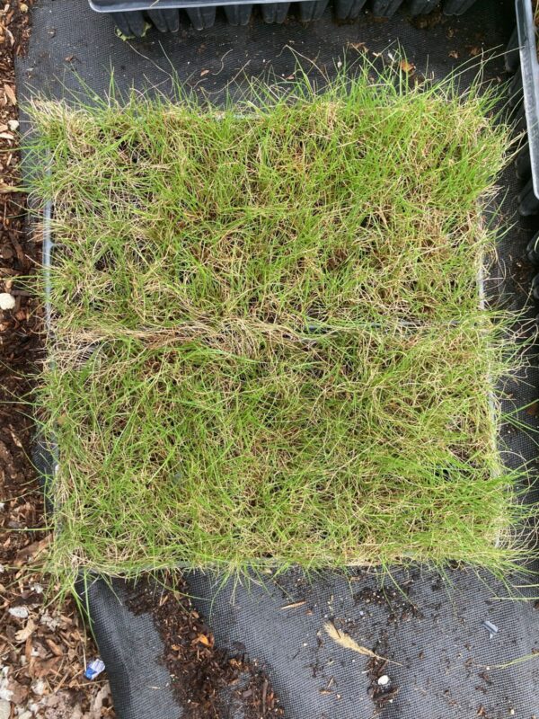Northern Dropseed green seedlings in trays