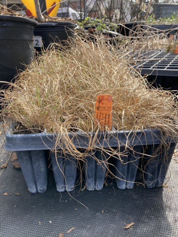Northern Dropseed 50 plug tray hardening off
