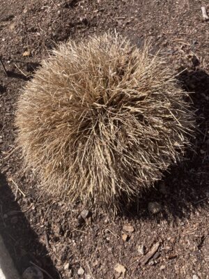 Northern Dropseed bush in prairie