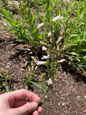 Pale Beardtongue (Penstemon pallidus) wildflower