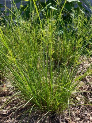 Path Rush (Juncus tenuis) clump