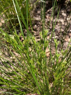 Path Rush (Juncus tenuis) green seed head close up