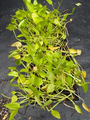 50-cell plant tray of Pickerelweed (Pontederia cordata) plugs with vigorous green foliage, ready for wetland, pond, and shoreline restoration plantings.