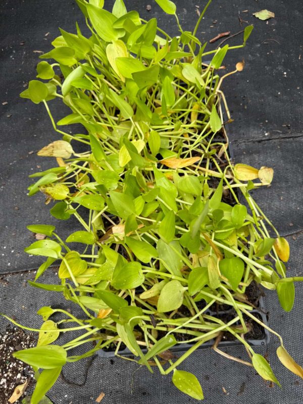 50-cell plant tray of Pickerelweed (Pontederia cordata) plugs with vigorous green foliage, ready for wetland, pond, and shoreline restoration plantings.