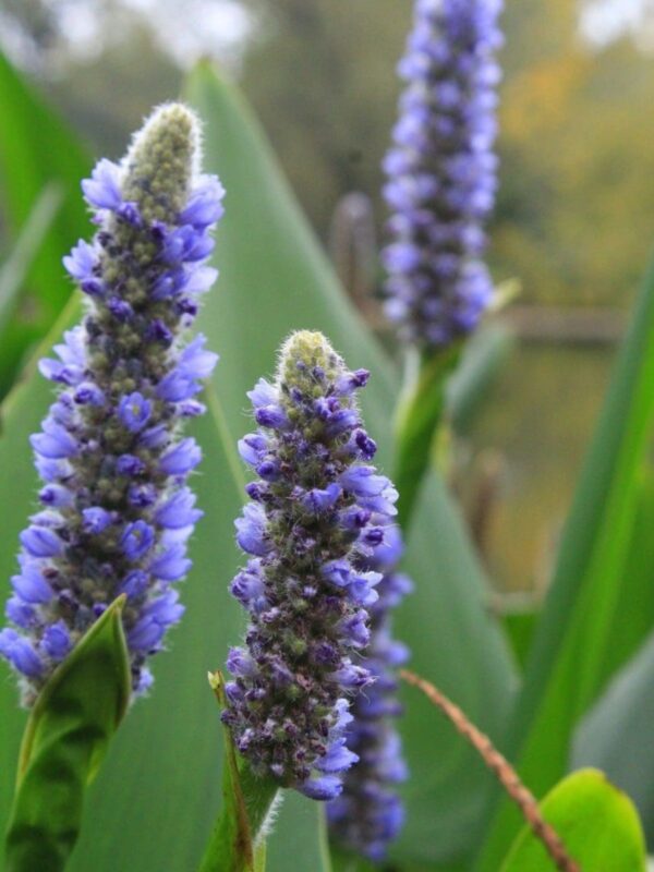 Pickerelweed flower blooming