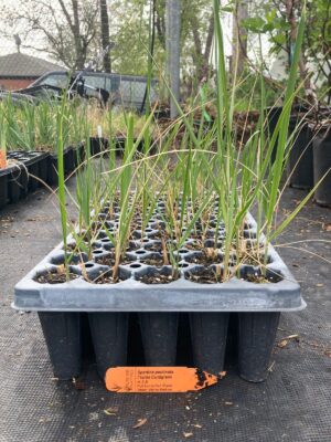Prairie Cordgrass seedlings in 50 plug tray outside greenhouse
