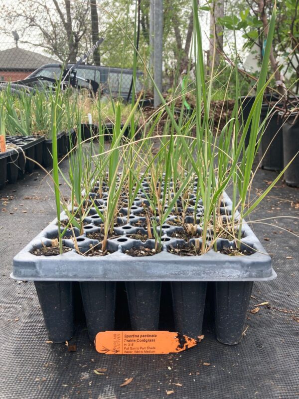 Prairie Cordgrass seedlings in 50 plug tray outside greenhouse