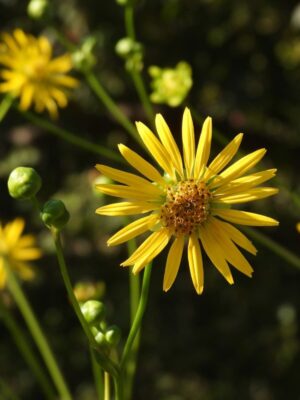 Prairie Dock yellow flower close up