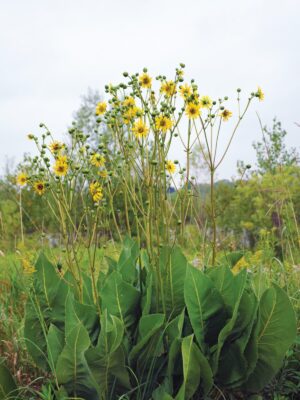 Clump of tall Prairie Dock wildflowers growing in field