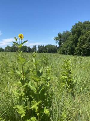 Prairie Dock (Silphium terebinthinaceum) in prairie field
