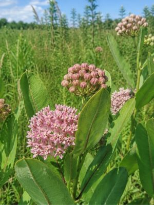 Prairie Milkweed (Asclepias sullivantii) blooming in a sunny meadow, with big smooth green leaves, rounded clusters of pink flowers and unopened buds
